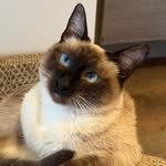 miso_purrrfect profile picture