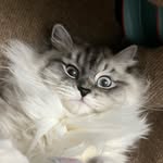 miss.murphy.siberian.cat profile picture