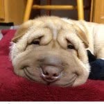 misschrischow profile picture