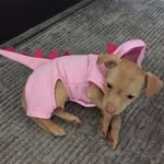 misscocothepup profile picture