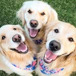 mississippi_golden_gurls profile picture