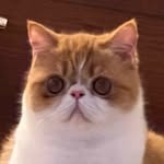 misslady_doughnut profile picture