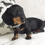 missmilliedachshund profile picture