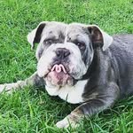 miss_molly_the_bulldog profile picture
