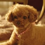 missnuggetperry profile picture