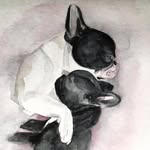 miss_olive_the_frenchie profile picture