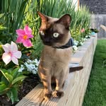 miss_rigby_boatkitty profile picture