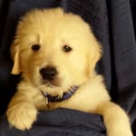 miss_scoutthegolden profile picture