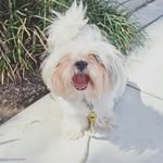 mister_finny profile picture