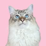 mitsyandpals profile picture
