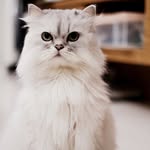 miumiusc profile picture
