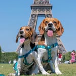 mj_the_beagle profile picture