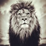 mo1362sa profile picture