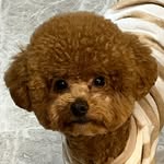 mocha_dodo profile picture