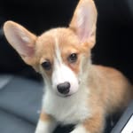 mochawuf_corgi profile picture