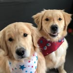 mochi_and_kiwi profile picture