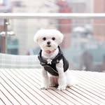 mochiandthecity profile picture