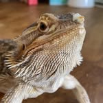 mochibetterthanu profile picture