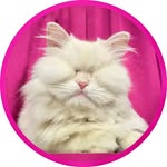 moetblindcat profile picture