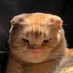 mogotttti profile picture