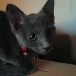mojoeldiablo profile picture