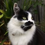 molly.the.mustache.cat profile picture