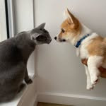 momoandmistyshow profile picture
