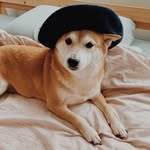 momoko_thedreamer profile picture