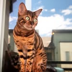 momothebengal profile picture