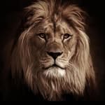 monajkumar3874 profile picture