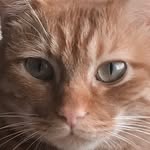 moneycat9453 profile picture