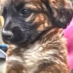 monk.doghouse profile picture