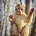 monkey_4ever_ profile picture