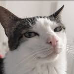 monkeycatluna
