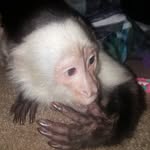 monkey_gia profile picture