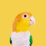 montague_whizzbang profile picture
