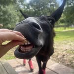 montethesingingdonkey profile picture