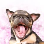 montgomerytwix profile picture