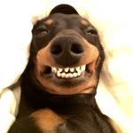 montyminidachshund profile picture