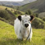 moochithecow profile picture