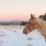 moon_horse_ranch profile picture