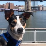 moose.et.al profile picture