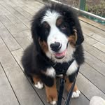 moose.the.bernesemd profile picture