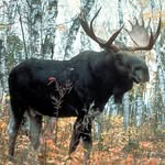 moose_987654321 profile picture
