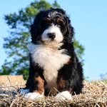 moosechaga profile picture