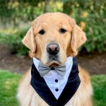 moosethegoldenretriever profile picture