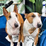 moosetheminibully profile picture
