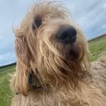 moose_the_otterhound profile picture