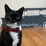mooshi_cat profile picture