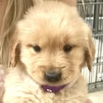 mooshuthegoldendumpling profile picture